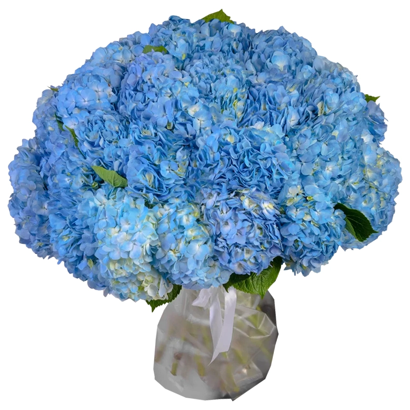 Букет из 35 синих гортензий